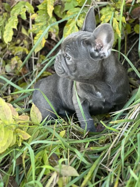 bulldog francese 3 mesi nati in casa  | Foto 1