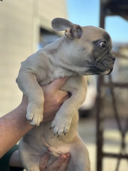 bulldog francese 3 mesi nati in casa  | Foto 0