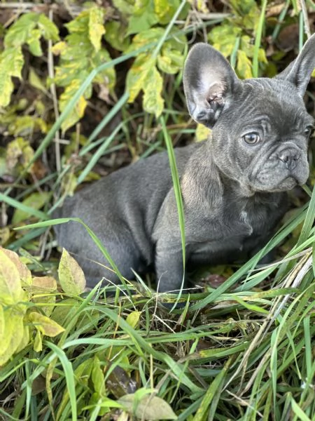 bulldog francese 3 mesi nati in casa 