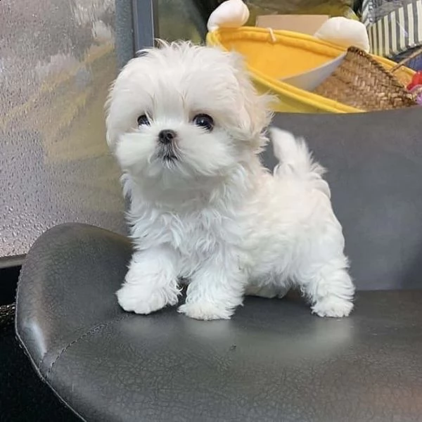 regalo  maltese mini toy | Foto 0