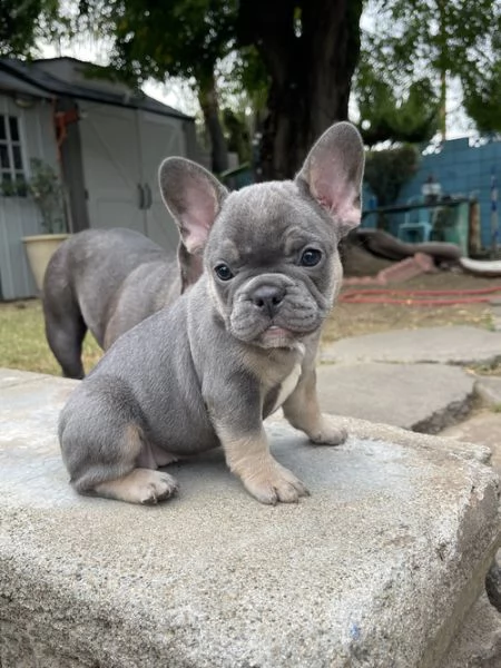 regalo cuccioli di bulldog frances 