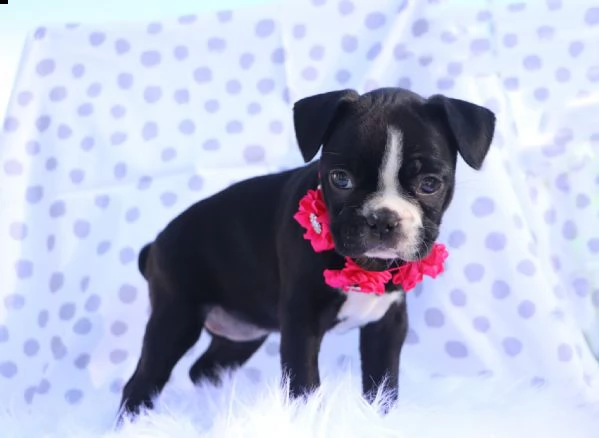 adorabili cuccioli di boston terrier per nuove case.