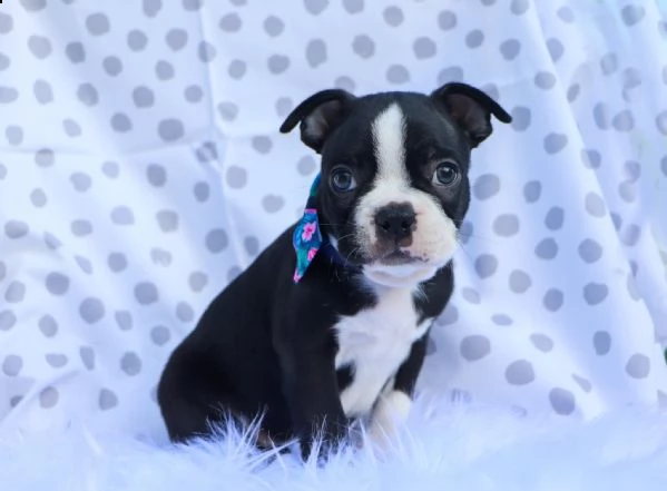 adorabili cuccioli di boston terrier per nuove case. | Foto 2