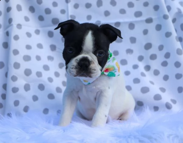 adorabili cuccioli di boston terrier per nuove case. | Foto 1
