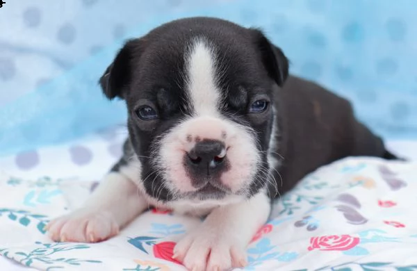 adorabili cuccioli di boston terrier per nuove case. | Foto 0