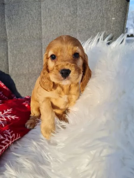 cocker spaniel