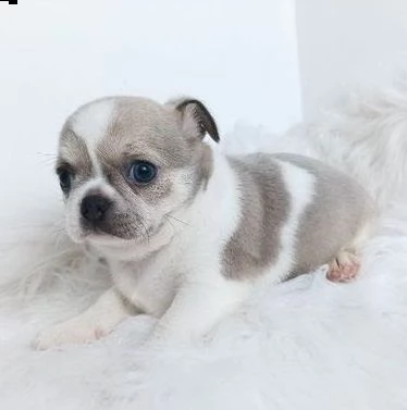 cuccioli chihuahua bellissimi  | Foto 1