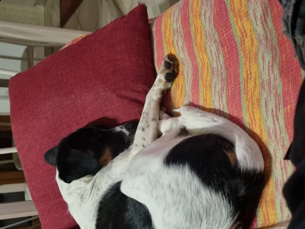 meraviglioso cucciolo di un anno