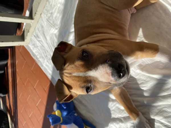 cucciolo amstaff | Foto 1