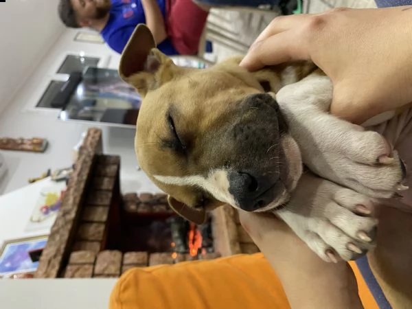 cucciolo amstaff | Foto 0