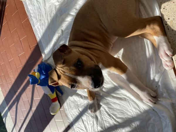 cucciolo amstaff