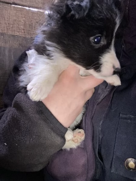 cuccioli border collie  | Foto 3