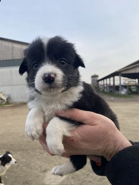 cuccioli border collie 