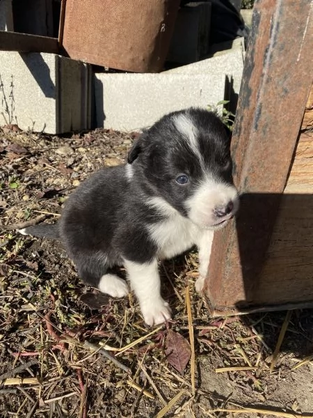 cuccioli border collie  | Foto 2