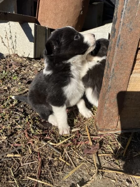 cuccioli border collie  | Foto 1