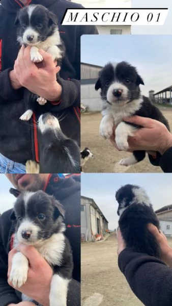 cuccioli border collie  | Foto 0