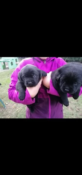 cuccioli di labrador retriever 