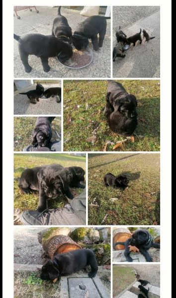 cuccioli di labrador retriever  | Foto 6