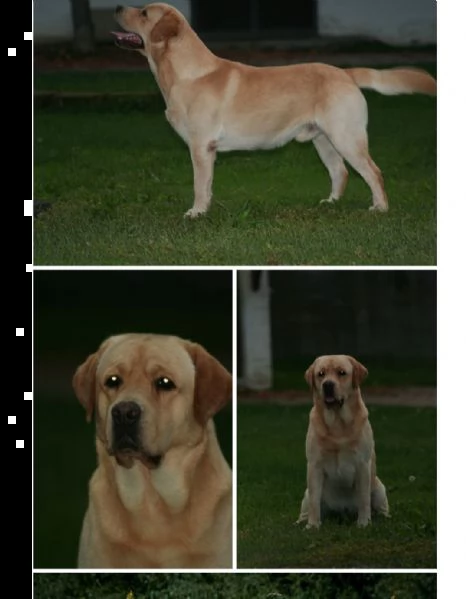 cuccioli di labrador retriever  | Foto 5