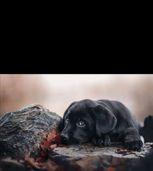 cuccioli di labrador retriever  | Foto 4