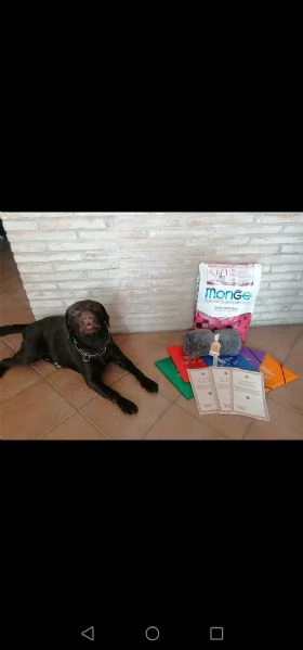 cuccioli di labrador retriever  | Foto 3