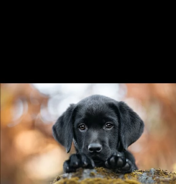 cuccioli di labrador retriever  | Foto 2