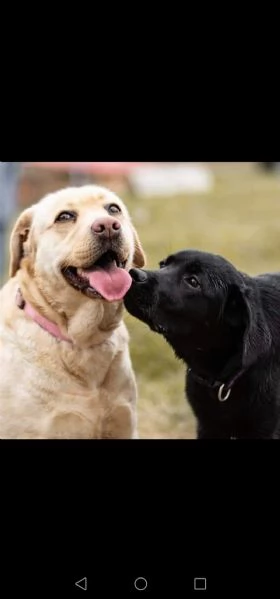 cuccioli di labrador retriever  | Foto 1