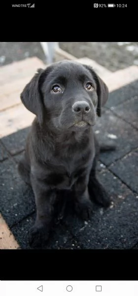 cuccioli di labrador retriever  | Foto 0