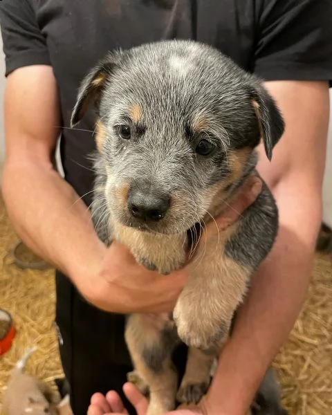 australian cattle dog | Foto 5