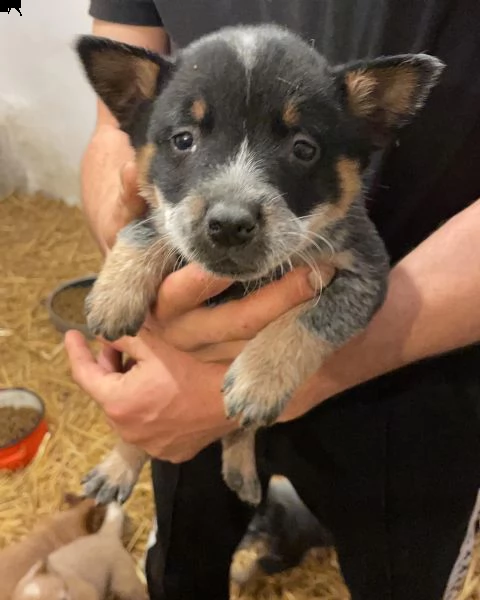 australian cattle dog | Foto 4