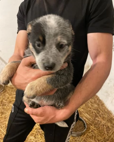 australian cattle dog | Foto 3