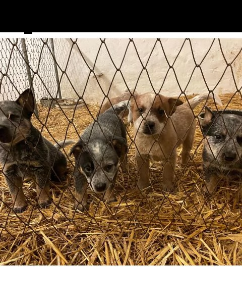 australian cattle dog | Foto 2