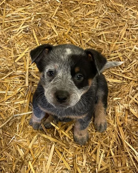 australian cattle dog | Foto 1