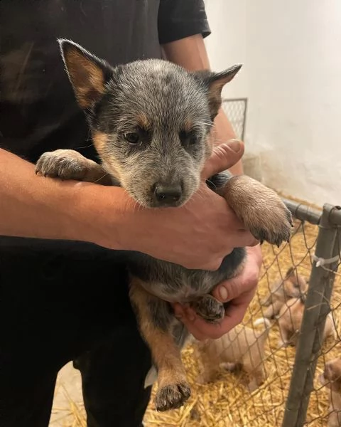 australian cattle dog | Foto 0
