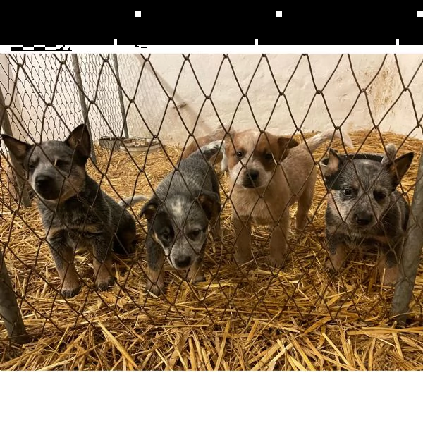 australian cattle dog