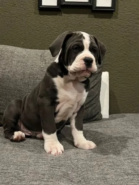 splendidi e affettuosissimi cuccioli di cane corso | Foto 2
