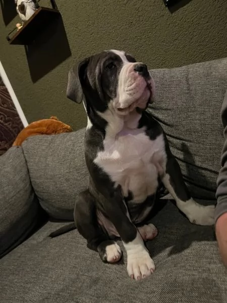 splendidi e affettuosissimi cuccioli di cane corso | Foto 1