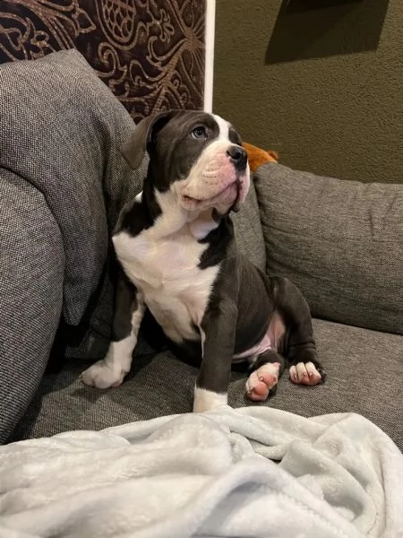splendidi e affettuosissimi cuccioli di cane corso