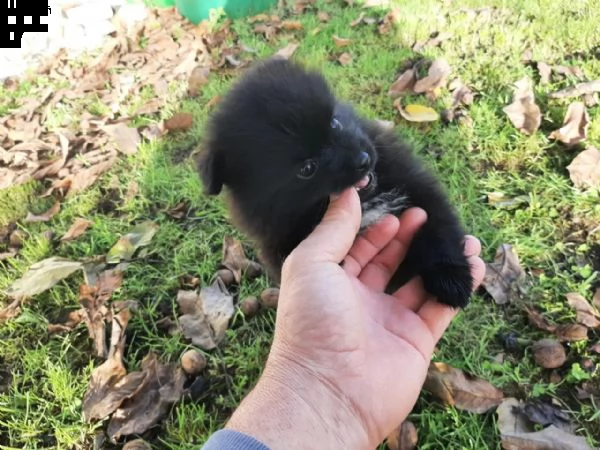 cucciolo di pomerania | Foto 2