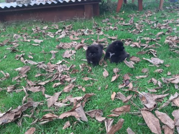 cucciolo di pomerania | Foto 1