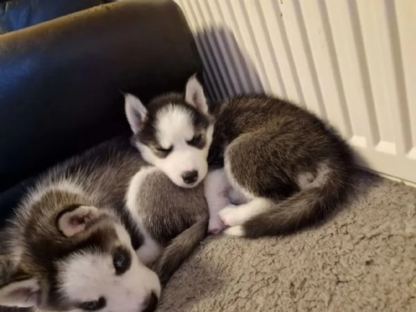 bellissimi cuccioli di siberian husky | Foto 3