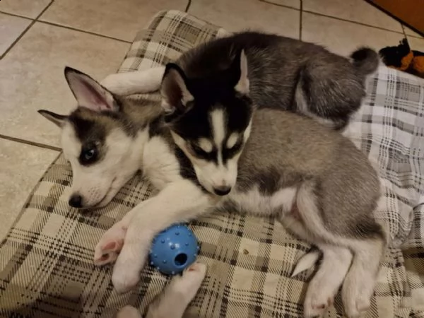 bellissimi cuccioli di siberian husky | Foto 2