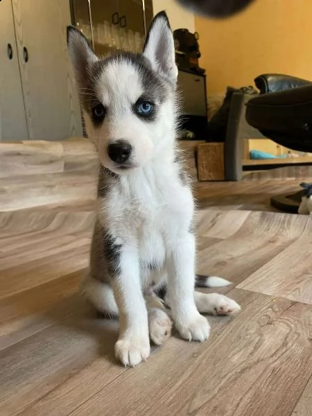 bellissimi cuccioli di siberian husky | Foto 1