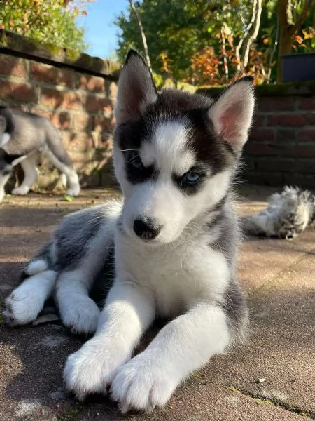bellissimi cuccioli di siberian husky | Foto 0