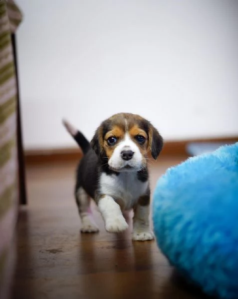 disponibile cucciola di beagle sia maschio e femmina | Foto 1