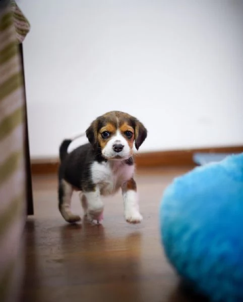 disponibile cucciola di beagle sia maschio e femmina | Foto 0