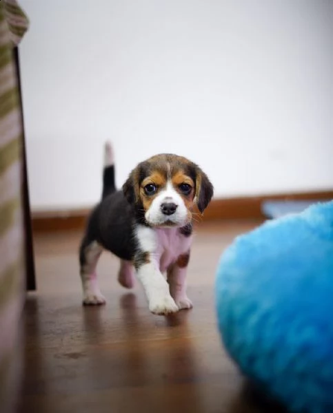 disponibile cucciola di beagle sia maschio e femmina
