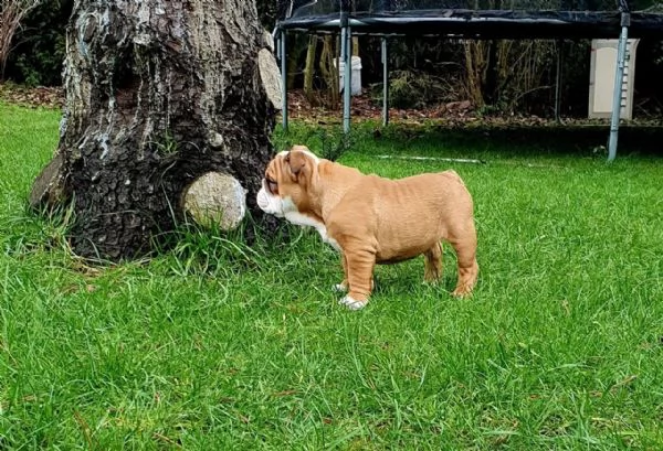 disponibili cuccioli di bulldog inglese | Foto 3