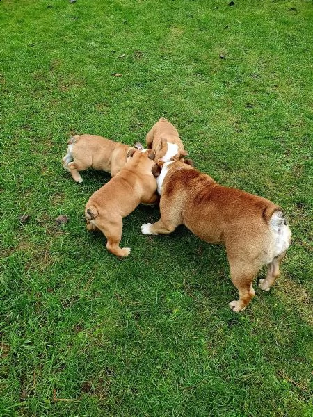 disponibili cuccioli di bulldog inglese | Foto 2