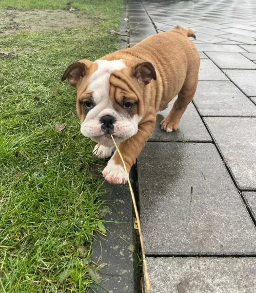 disponibili cuccioli di bulldog inglese | Foto 1